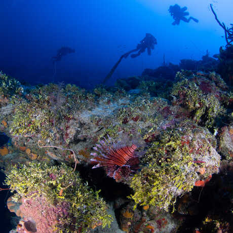A lionfish swims in the foreground of a reef during a Hope for Reefs mesophotic dive
