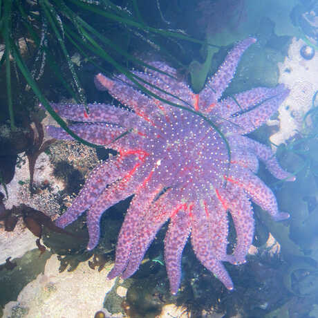 Pycnopodia starfish in a California tidepool
