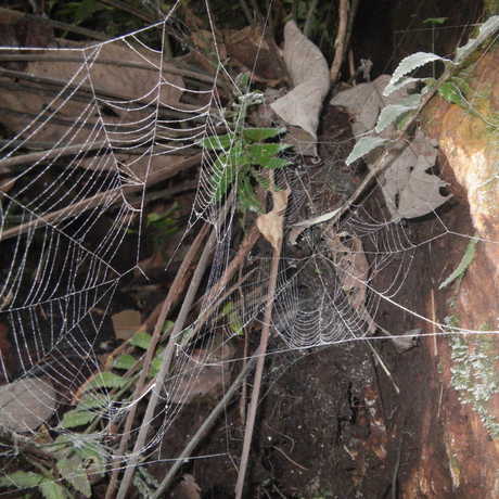 Thiridiosomatid webs on the cliffs along the Taitai River