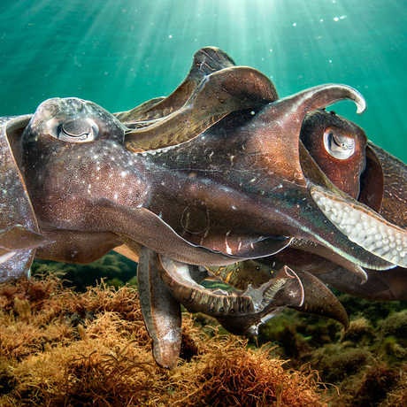 Two giant Australian cuttlefish engage in a tangled mating ritual. Photo by Justin Gillian