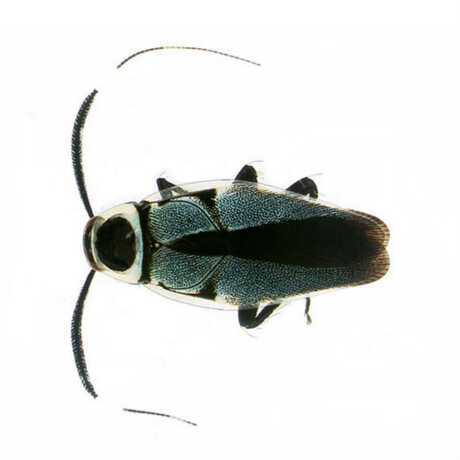 Cockroach, Order Blattodea