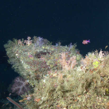 A deep-sea reef in the "twilight zone"