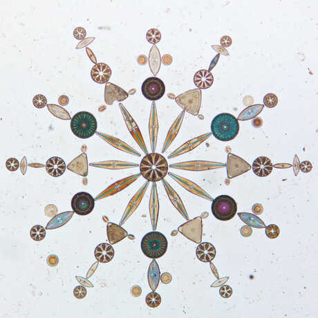 Arranged diatoms from the California Academy of Sciences 
