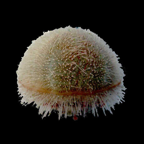New species of heart urchin discovered in the Philippines