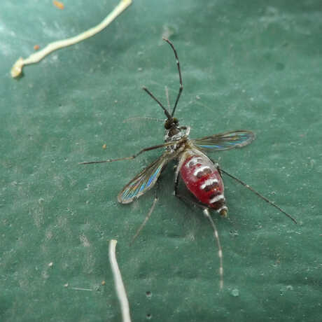 engorged mosquito