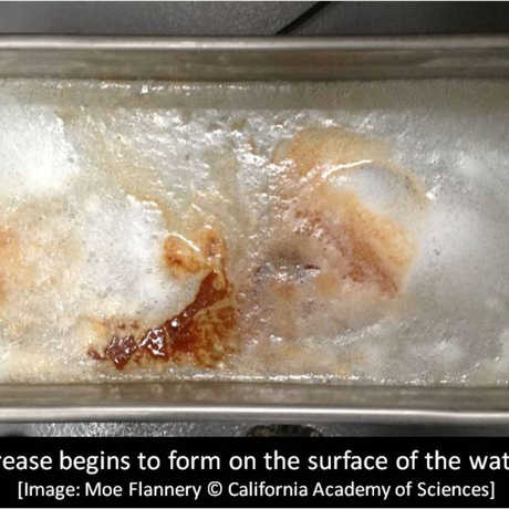 Grease begins to form on the surface of the water 