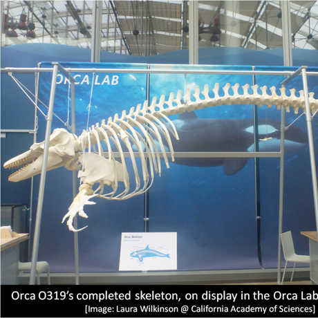 Orca O319 on display at the California Academy of Sciences 
