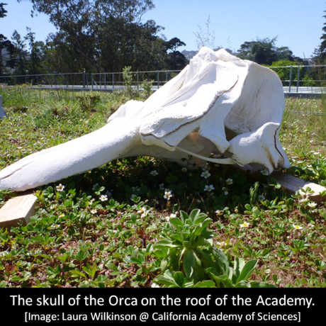 The skull of Orca O319 on the Living Roof 