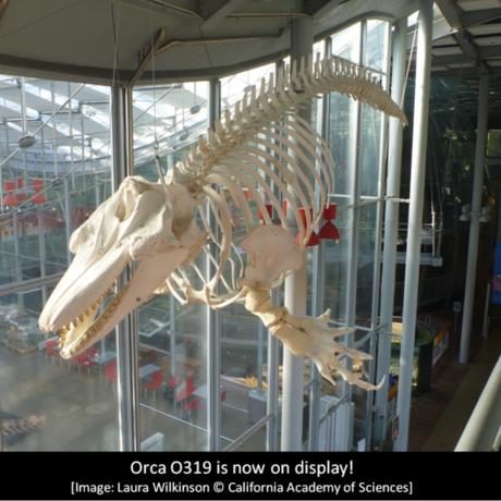 Orca O319 is now on display! Image: Laura Wilkinson @ CAS