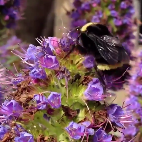 A honey bee rests on purple flowers