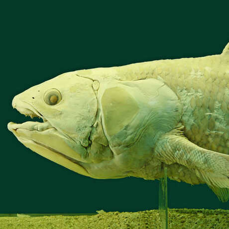 Closeup of a coelacanth head