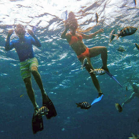 Underwater photo of Domenic and Lauren Narducci snorkeling among tropical fish