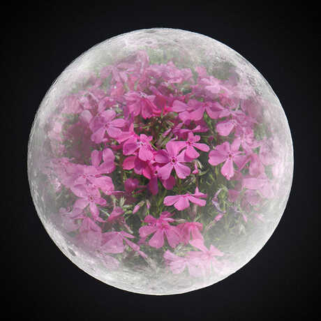Photo illustration of Moon with pink flowers superimposed on top