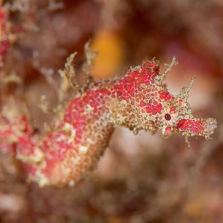 A new-to-science pygmy pipehorse from off the coast of Northland, New Zealand