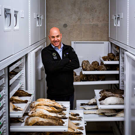 Jack Dumbacher stands with arms crossed and smiling, behind opened trays of taxidermied birds from ACademy collections. 