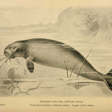 Drawing of a Steller's sea cow