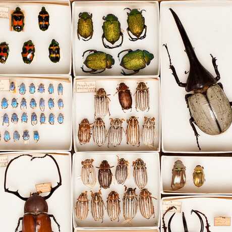 A peek at the entomology collection at the California Academy of Sciences