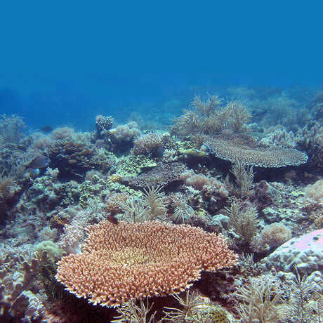 Lubang coral reef in the Philippines. 