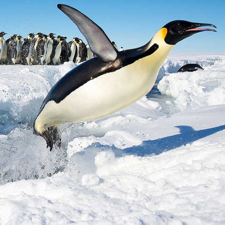 Long View Study No. 41 (Emperor Penguin Census)