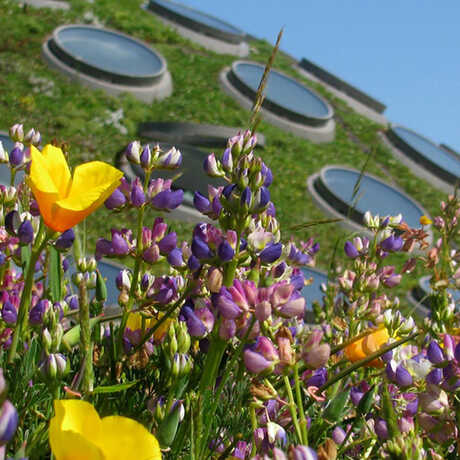 Colorful wildflowers on the Academy's Living Roof