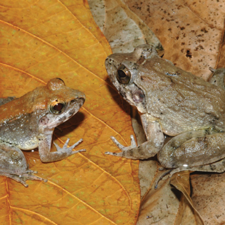 The newly described fanged frog Limnonectes larvaepartus 