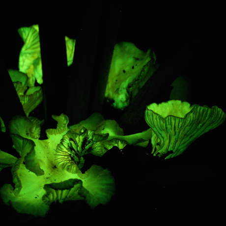 Glowing flor de coco mushroom