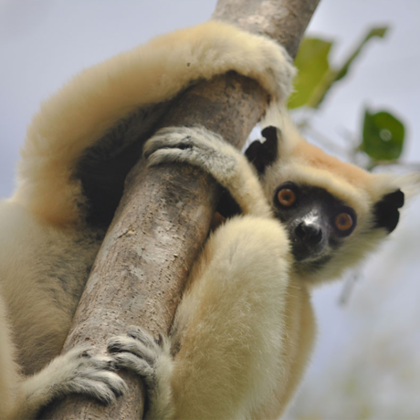Sifaka lemur (Propithecus tattersalli), Sarah Federman