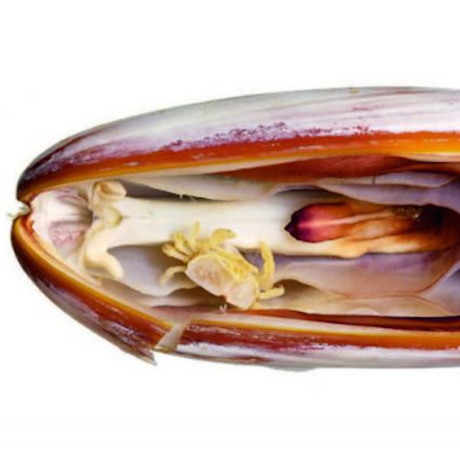 The new pea crab species Serenotheres janus photographed in its date mussel host, Zachariah Kobrinsky and David Liittschwager
