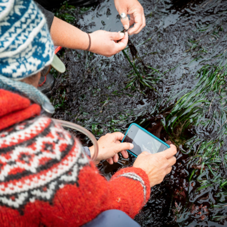 Community scientists identify seaweed using iNaturalist app