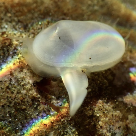 A small white-colored clam sits against a sandy background