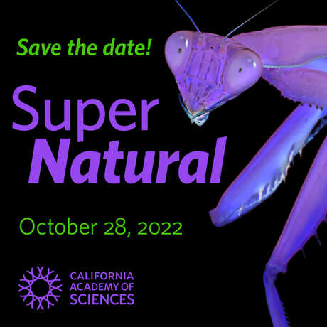 Purple praying mantises decorate the save the date graphic for SuperNatural