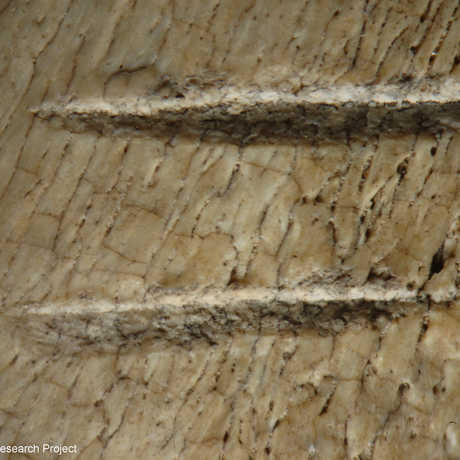 Two parallel marks on an animal bone showing tool use