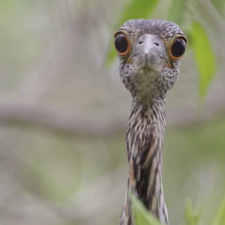 Yellow-crowned night heron from Texas