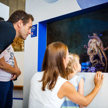 Member family looking at the day octopus exhibit