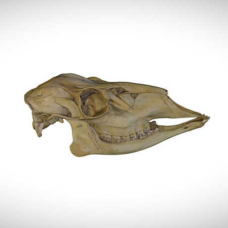 deer skull