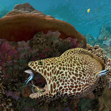 A spotted moray enjoys a teeth cleaning from a shrimp and a wrasse in this Expedition Reef still