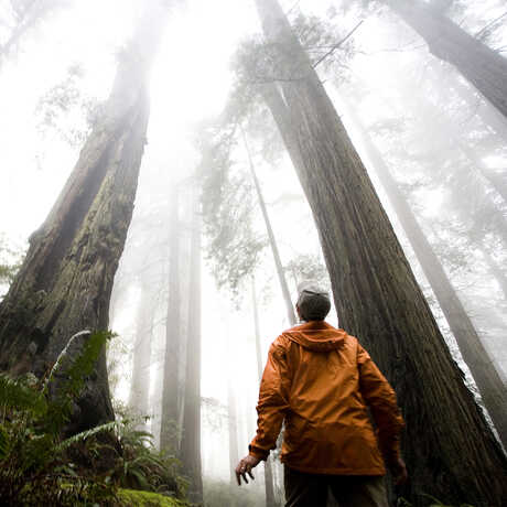 A man looks up at the canopy of a foggy redwood forest
