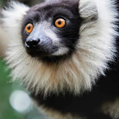 Lemur with black and white fur and orange eyes