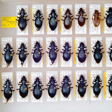 Pinned Nebria turmaduodecima beetles