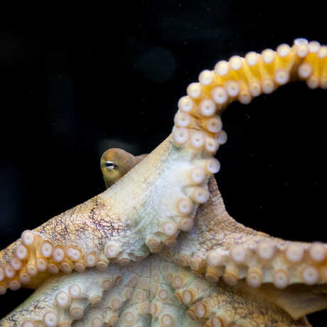 A giant Pacific octopus glares at the camera with its tentacles outstretched