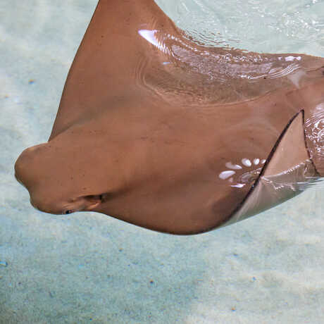 Cownose ray at water surface with one fin waving 