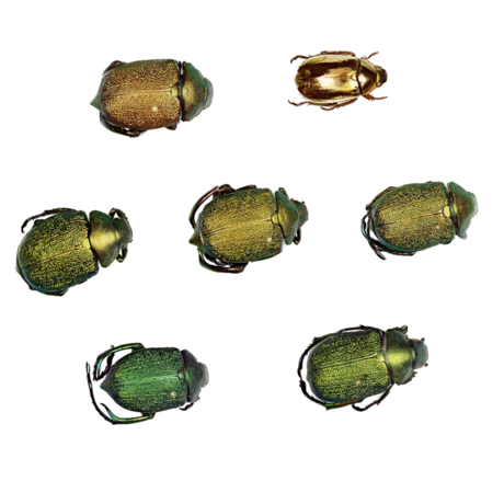 scarab beetles