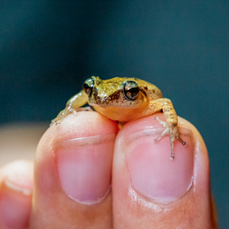 Researcher holds Lesser Antillean frog 