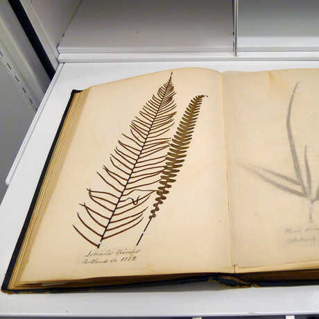 Two pressed fern specimens from the Academy herbarium