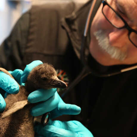 Academy veterinarian Freeland Dunker examines an African penguin chick