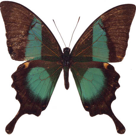 Teal and brown butterfly