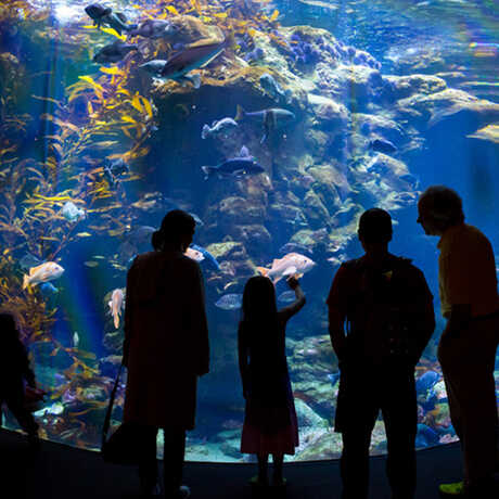 Silhouetted guests gaze at the colorful California Coast aquarium exhibit