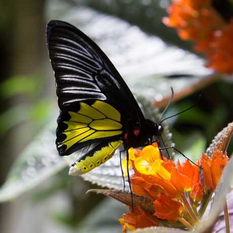 Butterfly in the rainforest