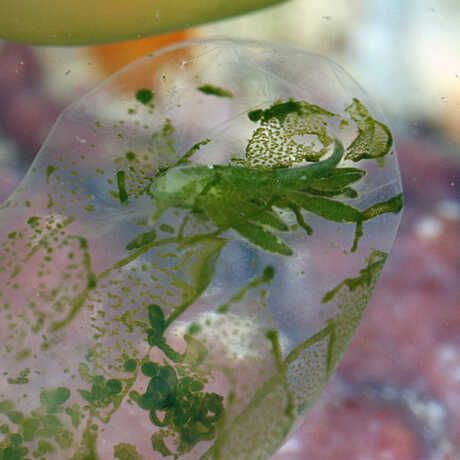 Ercolania kencolesi, a sea slug living inside an algae; Zanzibar