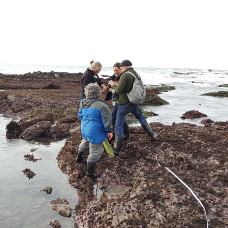 Adults tidepooling with a transect line going across the rocks